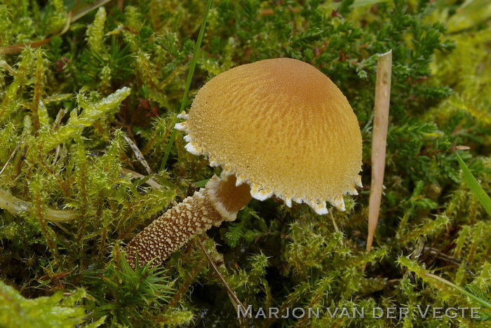 Oranjebruine korrelhoed - Cystoderma jasonis