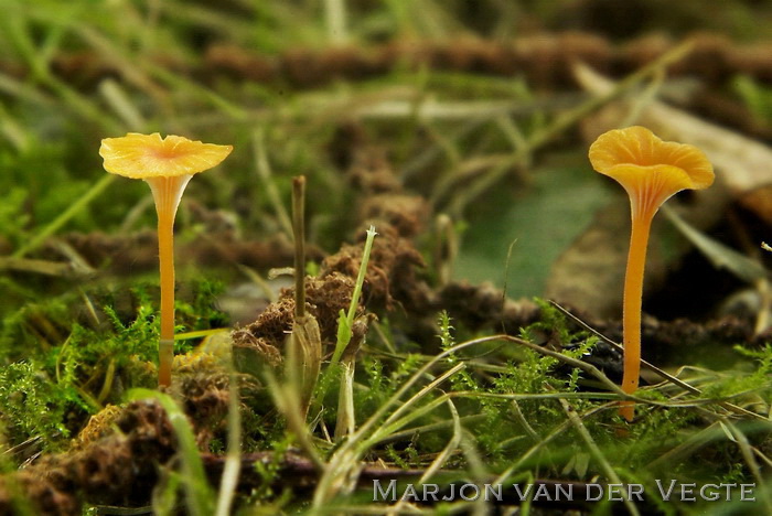 Oranjegeel trechtertje - Rickenella fibula