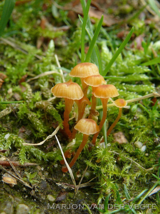 Oranjegeel trechtertje - Rickenella fibula