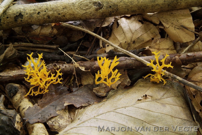 Oranjegeel koraaltje - Ramariopsis crocea