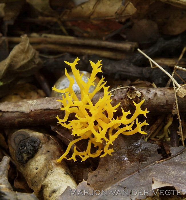 Oranjegeel koraaltje - Ramariopsis crocea