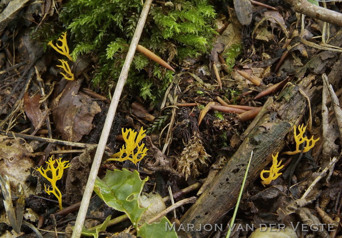 Oranjegeel koraaltje - Ramariopsis crocea