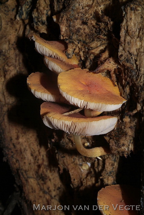 Oranjerode hertenzwam - Pluteus aurantiorugosus