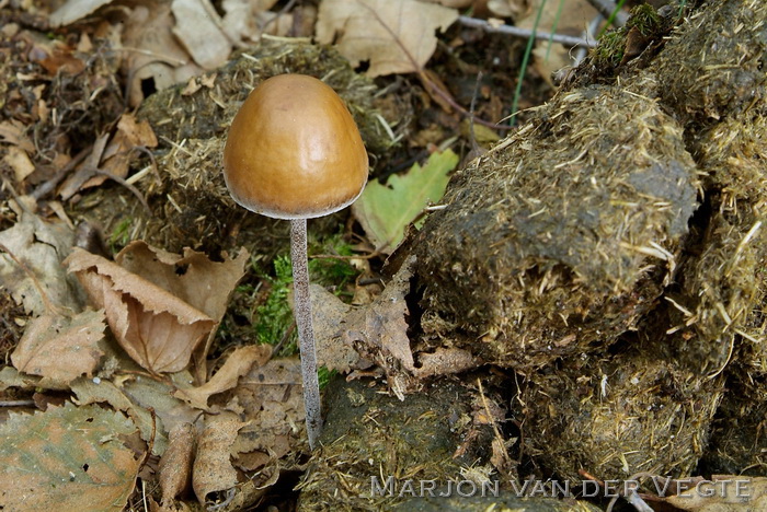 Spitse vlekplaat - Panaeolus acuminatus