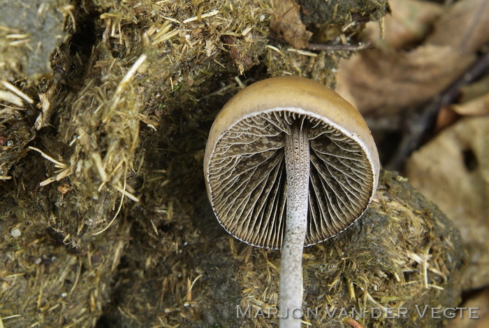 Spitse vlekplaat - Panaeolus acuminatus