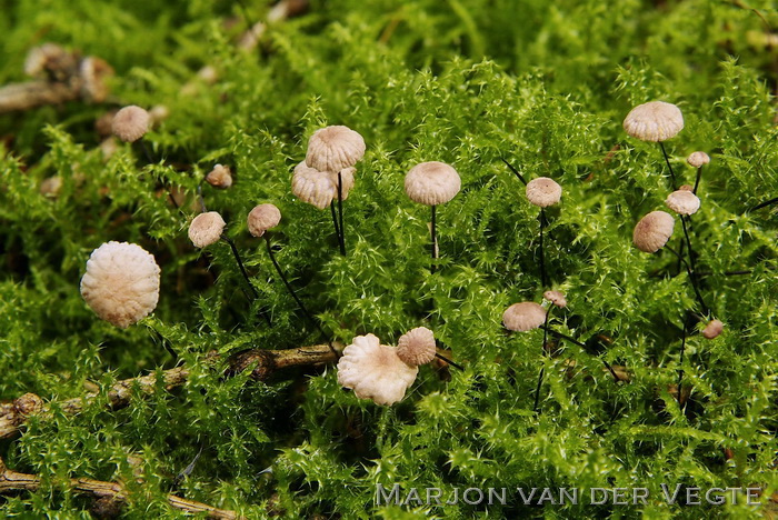 Paardenhaartaailing - Gymnopus androsaceus