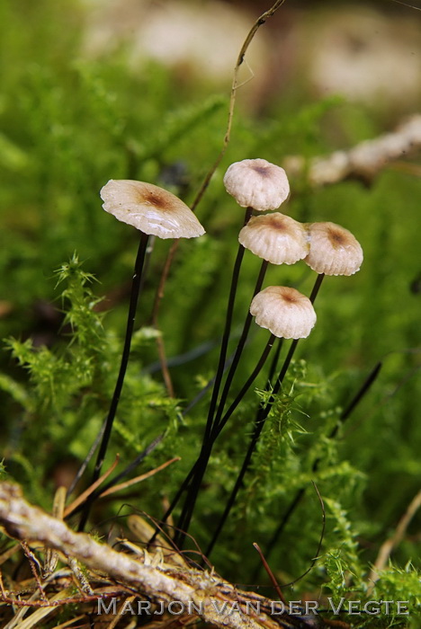 Paardenhaartaailing - Gymnopus androsaceus