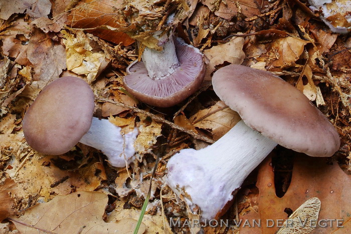 Paarse schijnridderzwam - Lepista nuda