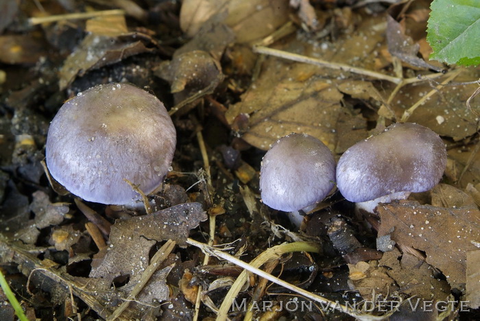 Paarse galgordijnzwam - Cortinarius croceocoeruleus