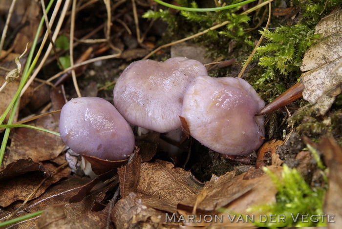 Paarse galgordijnzwam - Cortinarius croceocoeruleus