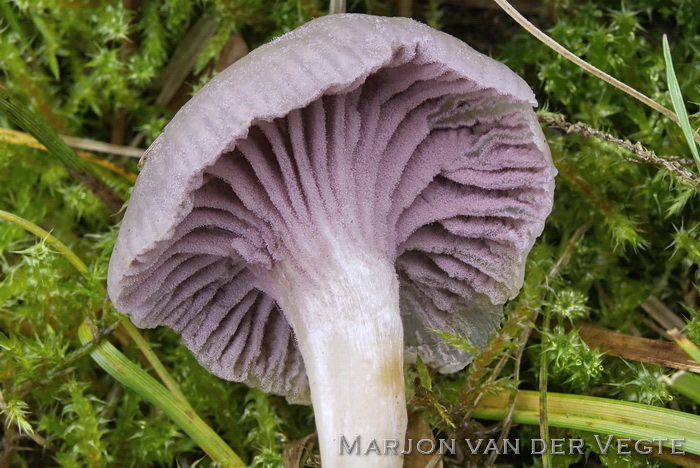 Paecilomyces marquandii - Paecilomyces marquandii