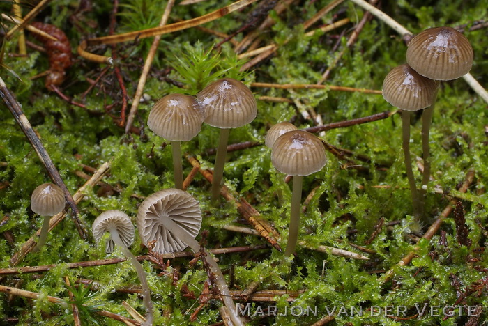 Palingsteelmycena - Mycena clavicularis