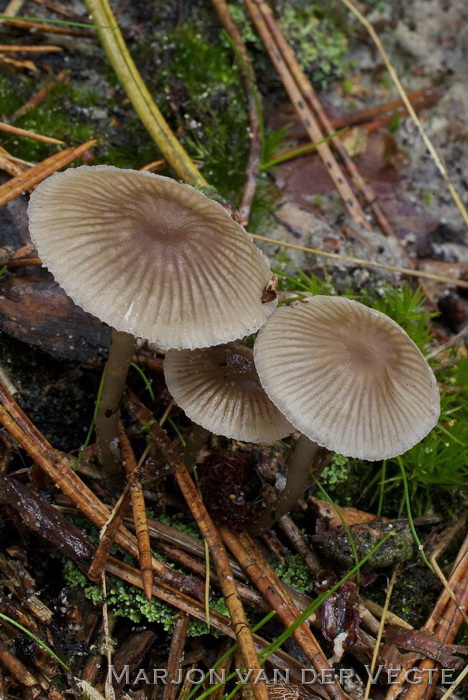 Palingsteelmycena - Mycena clavicularis