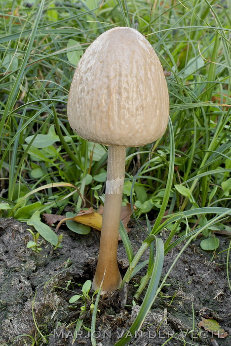 Geringde vlekplaat - Panaeolus semiovatus