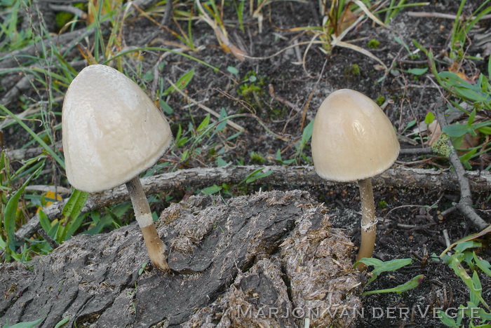 Geringde vlekplaat - Panaeolus semiovatus