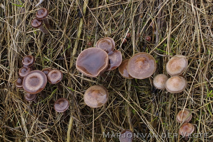 Gezoneerde vlekplaat - Panaeolus cinctulus