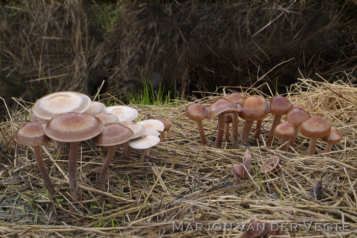 Gezoneerde vlekplaat - Panaeolus cinctulus