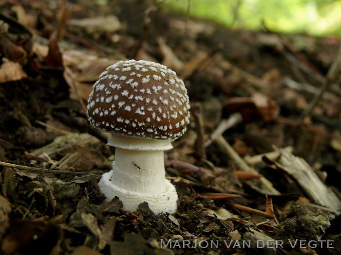 Panteramaniet - Amanita pantherina