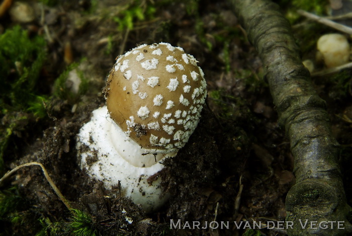 Panteramaniet - Amanita pantherina