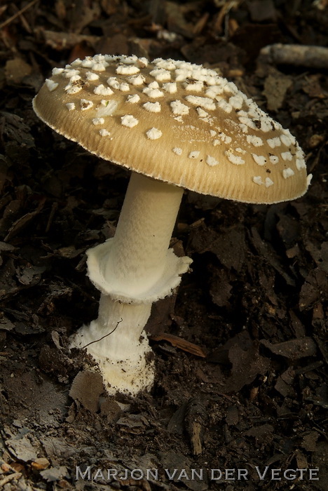 Panteramaniet - Amanita pantherina