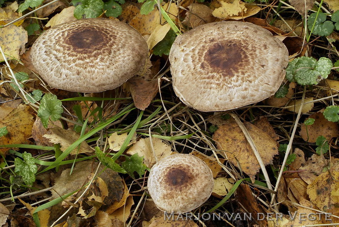 Panterchampignon - Agaricus brunneolus