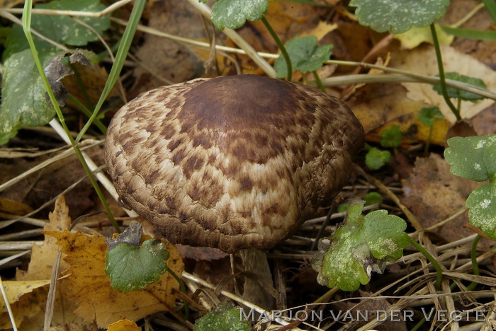 Panterchampignon - Agaricus brunneolus