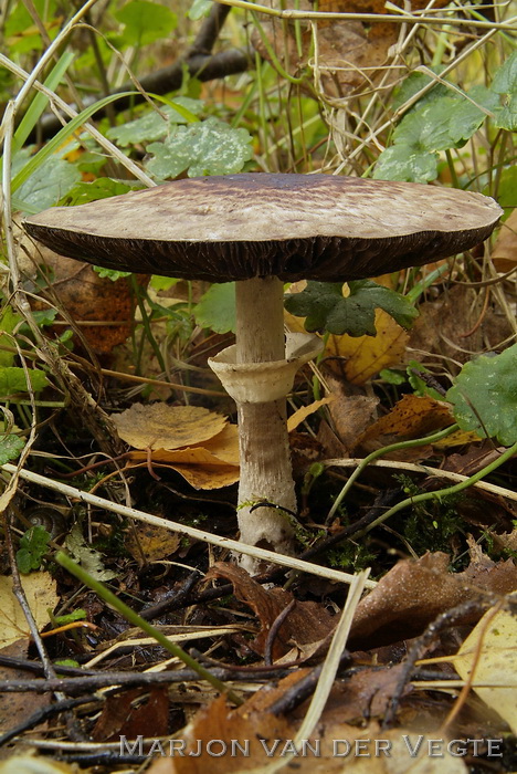 Panterchampignon - Agaricus brunneolus