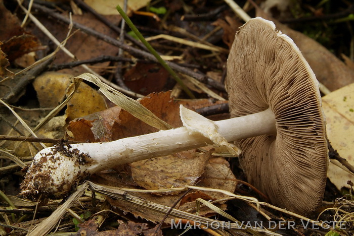 Panterchampignon - Agaricus brunneolus