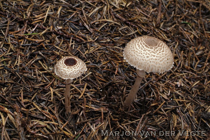 Panterparasol - Lepiota felina