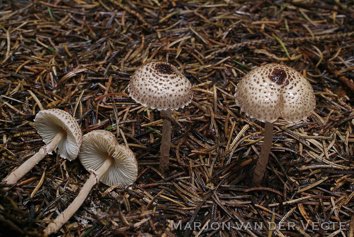 Panterparasol - Lepiota felina