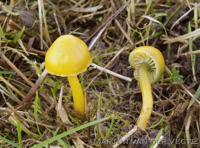 Papegaaizwammetje - Hygrocybe psittacina