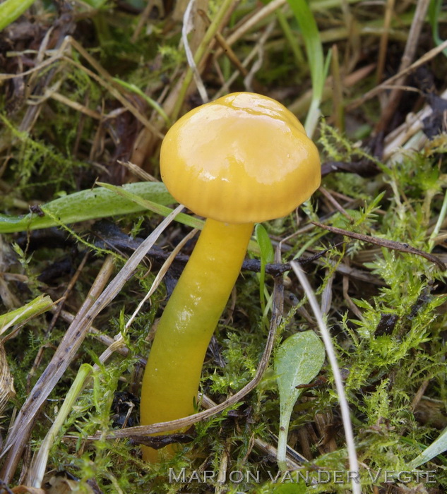 Papegaaizwammetje - Hygrocybe psittacina