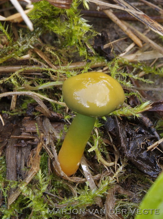 Papegaaizwammetje - Hygrocybe psittacina