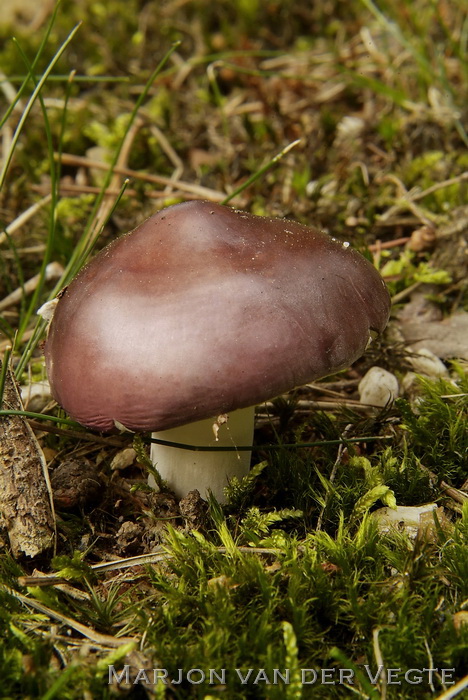 Papilrussula - Russula caerulea