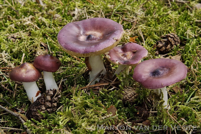 Papilrussula - Russula caerulea