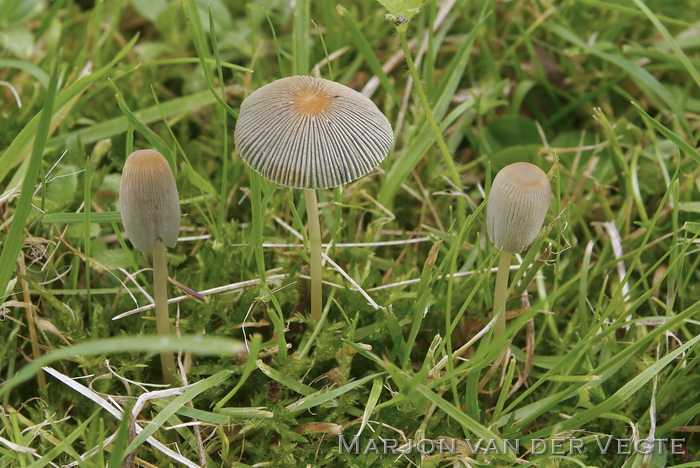 Plooirokje - Parasola plicatilis