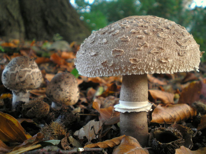 Knolparasolzwam - Chlorophyllum rhacodes