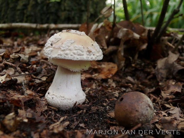 Parelamaniet - Amanita Rubescens