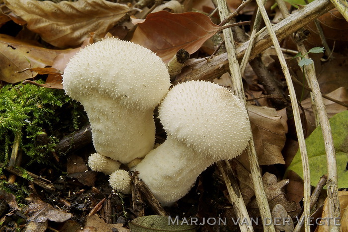 Parelstuifzwam - Lycoperdon perlatum