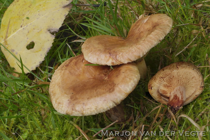 Grote krulzoom - Paxillus ammoniavirescens