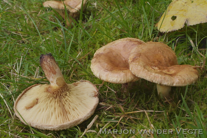 Grote krulzoom - Paxillus ammoniavirescens