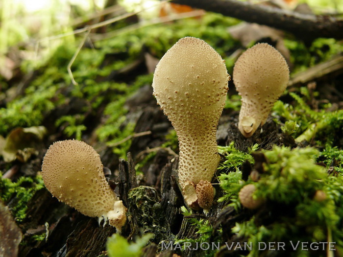 Peervormige stuifzwam - Lycoperdon pyriforme