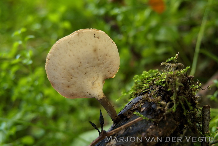 Peksteel - Polyporus badius