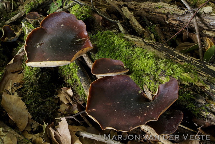 Peksteel - Polyporus badius