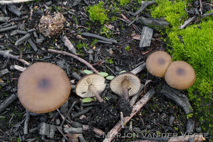 Rondsporig pekzwammetje - Lyophyllum anthracophilum