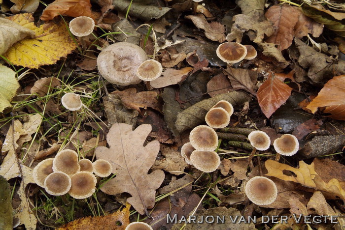 Gladde pelargoniumgordijnzwam - Cortinarius pilatii