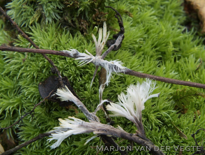 Penseelfranjezwam - Thelephora penicillata