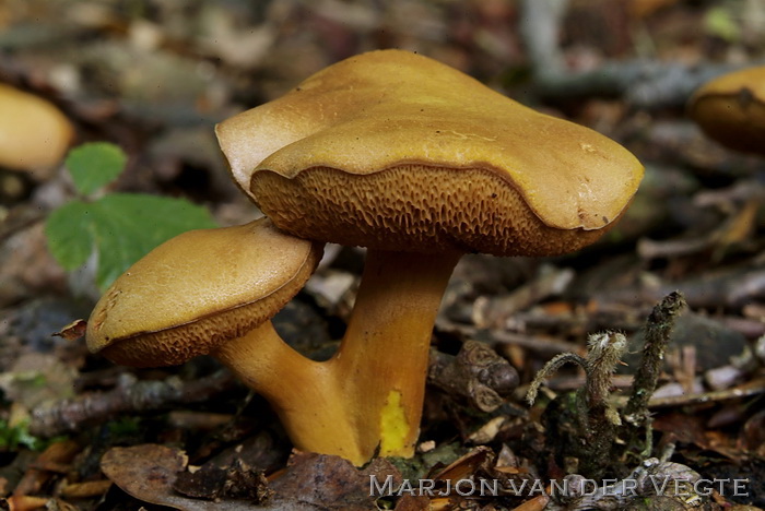 Peperboleet - Chalciporus piperatus