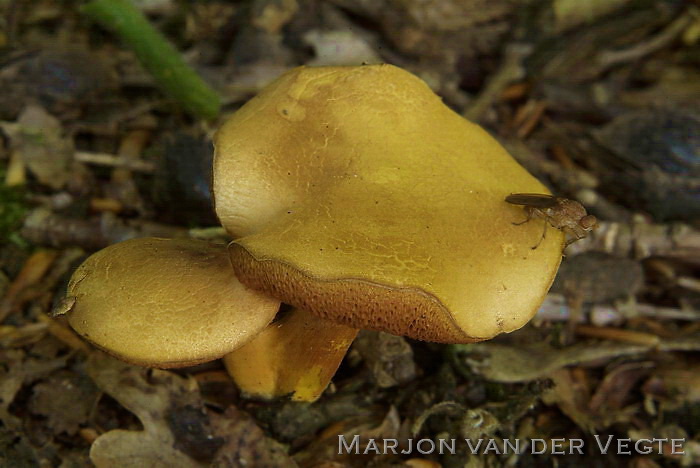 Peperboleet - Chalciporus piperatus