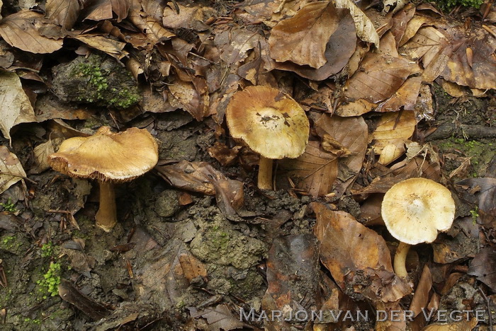 Perenvezelkop - Inocybe fraudans